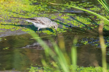 Beyaz Wagtail veya Motacilla alba. Wagtails ötücü kuşların bir cinsidir. Wagtail en yararlı kuşlardan biridir. Sivrisinekleri ve sinekleri öldürür, bu da havada ustalıkla kovalar..