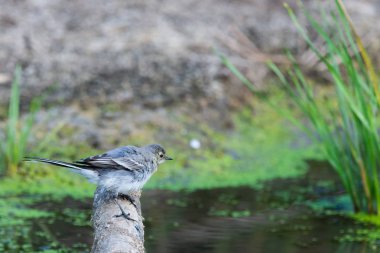 Beyaz Wagtail veya Motacilla alba. Wagtails ötücü kuşların bir cinsidir. Wagtail en yararlı kuşlardan biridir. Sivrisinekleri ve sinekleri öldürür, bu da havada ustalıkla kovalar..