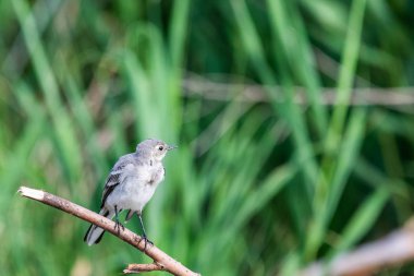 Beyaz Wagtail veya Motacilla alba. Wagtails ötücü kuşların bir cinsidir. Wagtail en yararlı kuşlardan biridir. Sivrisinekleri ve sinekleri öldürür, bu da havada ustalıkla kovalar..