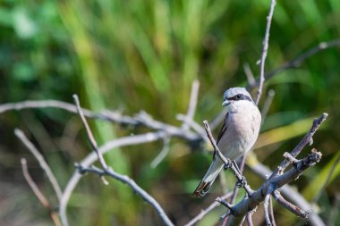 Daha az Kara alınlı örümcek kuşu veya ağaç dalına alınlı