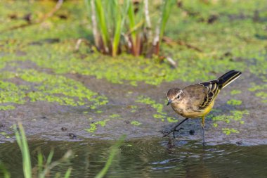 Sarı kuyruklu veya Motacilla flava feldegg vahşi doğada
