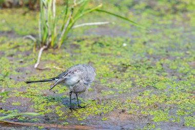 Beyaz Wagtail veya Motacilla alba. Wagtails ötücü kuşların bir cinsidir. Wagtail en yararlı kuşlardan biridir. Sivrisinekleri ve sinekleri öldürür, bu da havada ustalıkla kovalar..