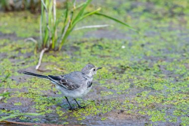 Beyaz Wagtail veya Motacilla alba. Wagtails ötücü kuşların bir cinsidir. Wagtail en yararlı kuşlardan biridir. Sivrisinekleri ve sinekleri öldürür, bu da havada ustalıkla kovalar..