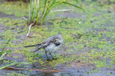 Beyaz Wagtail veya Motacilla alba. Wagtails ötücü kuşların bir cinsidir. Wagtail en yararlı kuşlardan biridir. Sivrisinekleri ve sinekleri öldürür, bu da havada ustalıkla kovalar..