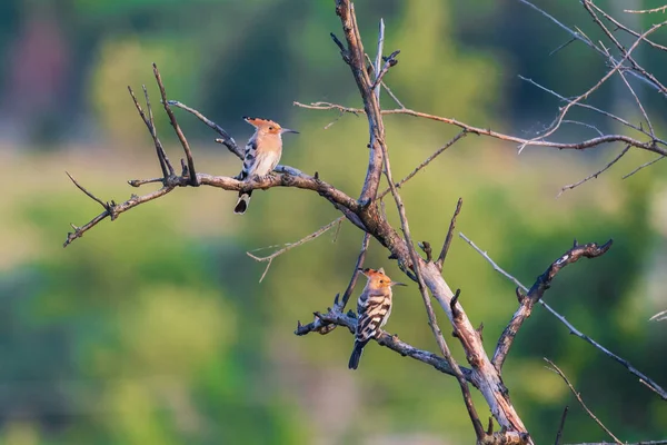 Eurasischer Wiedehopf Oder Upupa Epops Das Vogelpaar Sitzt Auf Ästen — Stockfoto