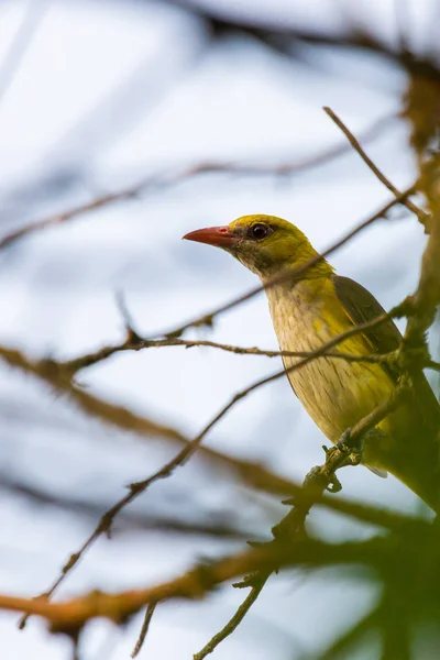 Oriole Oriolus Oriolus Uccello Giallo Brillante Ramo Albero — Foto Stock