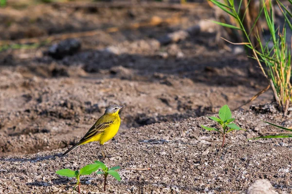 Κίτρινη Ουρά Motacilla Flava Feldegg Στην Άγρια Φύση — Φωτογραφία Αρχείου