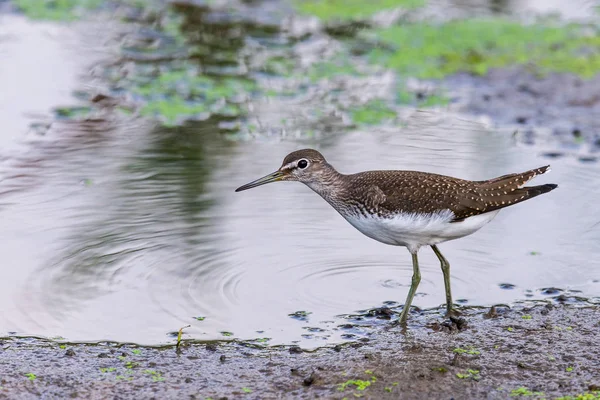 Води Птиці Броуд Виставлений Рахунок Sandpiper Limicola Falcinellus — стокове фото