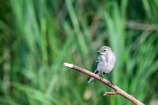 Coda Bianca Motacilla Alba Wagtails Genere Uccelli Canori Wagtail Uno — Foto Stock