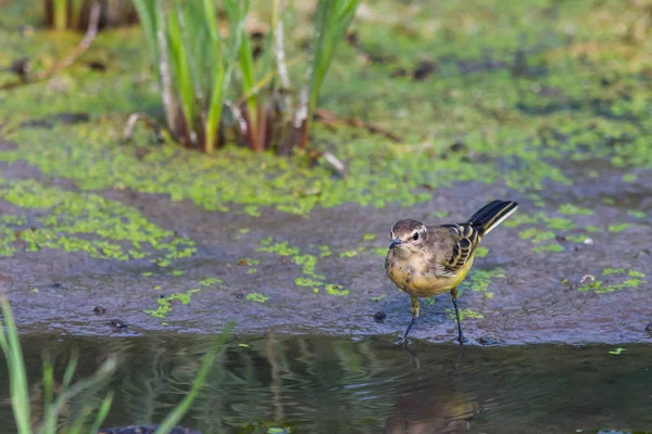 Queue Aigle Jaune Motacilla Flava Feldegg Dans Nature Sauvage — Photo