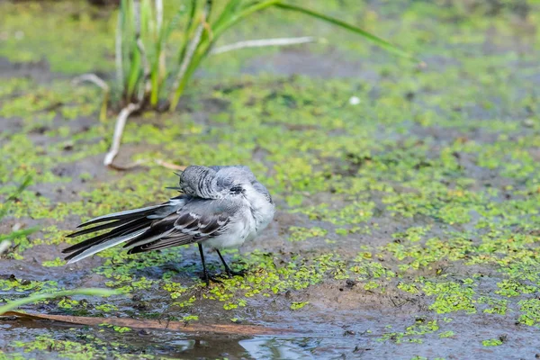 Witte Kwikstaart Motacilla Alba Wagtails Een Geslacht Van Zangvogels Uit — Stockfoto