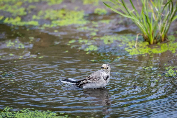 Witte Kwikstaart Motacilla Alba Wagtails Een Geslacht Van Zangvogels Uit — Stockfoto