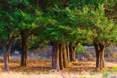 Yaz manzara. Günbatımı üzerinde yeşil ağaçlar satırları.