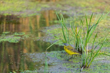 Sarı kuyruklu veya Motacilla flava feldegg vahşi doğada