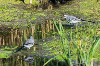 Beyaz Wagtail veya Motacilla alba. Wagtails ötücü kuşların bir cinsidir. Wagtail en yararlı kuşlardan biridir. Sivrisinekleri ve sinekleri öldürür, bu da havada ustalıkla kovalar..