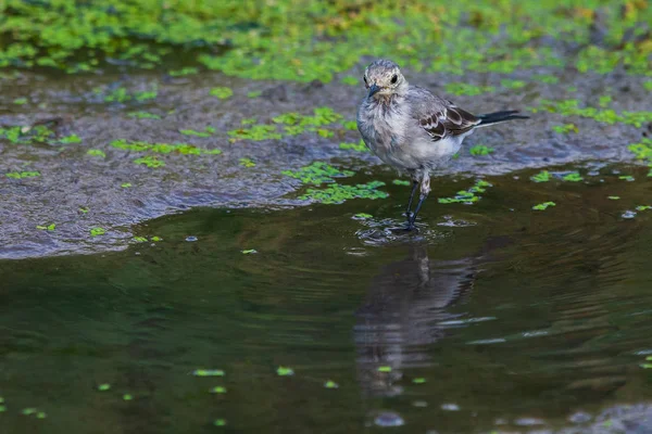 White Wagtail Motacilla Alba Wagtails Género Ave Família Wagtails Wagtail — Fotografia de Stock