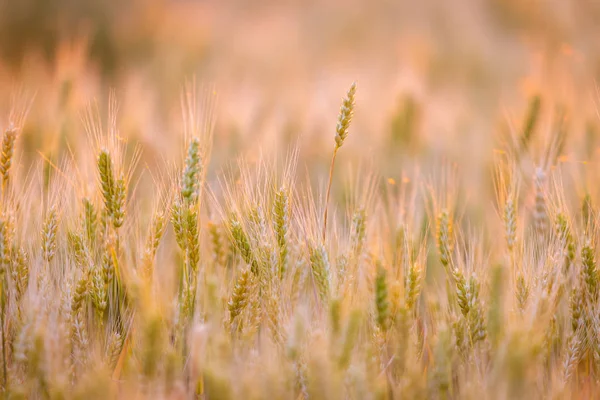 Пшеничне Поле Вуха Зеленої Пшениці Красива Природа Пейзаж Захід Сонця — стокове фото
