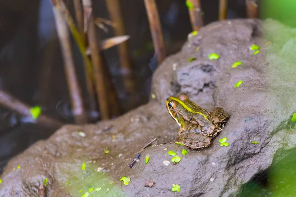 Bullfrog Siedząc Bagno Czekając Ofiarę — Zdjęcie stockowe