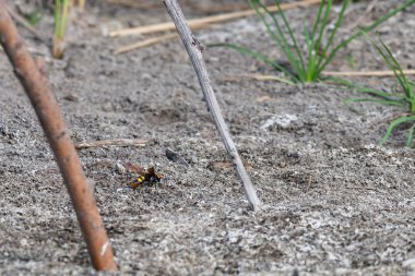 Dev WASP veya Scolia içinde toprak içinde wilfnature