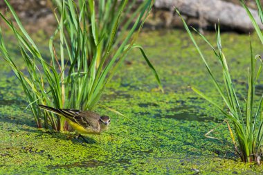 Sarı kuyruklu veya Motacilla flava feldegg vahşi doğada