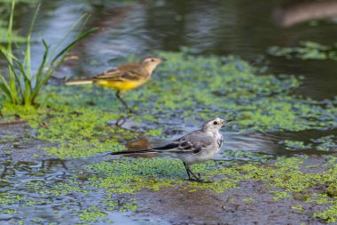 Vahşi doğada dişi Batı Sarı Wagtail veya Motacilla flava