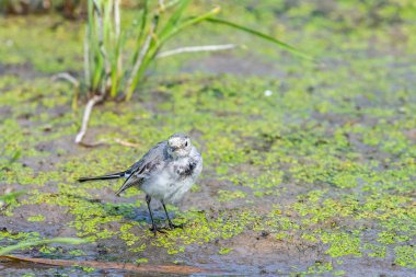 Beyaz Wagtail veya Motacilla alba. Wagtails ötücü kuşların bir cinsidir. Wagtail en yararlı kuşlardan biridir. Sivrisinekleri ve sinekleri öldürür, bu da havada ustalıkla kovalar..