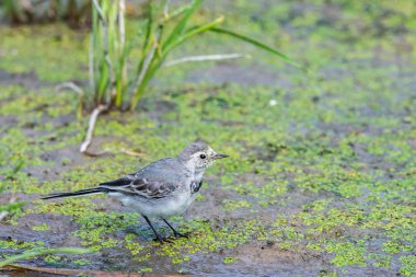 Beyaz Wagtail veya Motacilla alba. Wagtails ötücü kuşların bir cinsidir. Wagtail en yararlı kuşlardan biridir. Sivrisinekleri ve sinekleri öldürür, bu da havada ustalıkla kovalar..