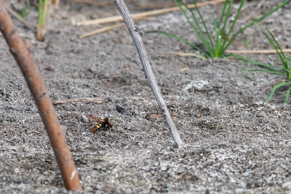 Гігант Wasp Або Scolia Землі Wilfnature — стокове фото