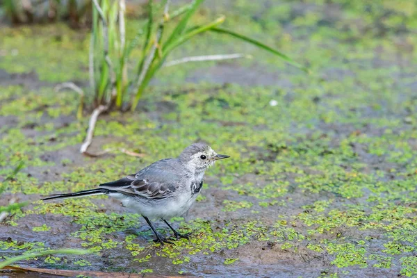 Beyaz Wagtail veya Motacilla alba. Wagtails ötücü kuşların bir cinsidir. Wagtail en yararlı kuşlardan biridir. Sivrisinekleri ve sinekleri öldürür, bu da havada ustalıkla kovalar..