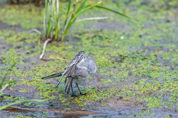 Beyaz Wagtail veya Motacilla alba. Wagtails ötücü kuşların bir cinsidir. Wagtail en yararlı kuşlardan biridir. Sivrisinekleri ve sinekleri öldürür, bu da havada ustalıkla kovalar..