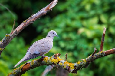 Yakalı güvercin ya da dalda Streptopelia dekaokto.