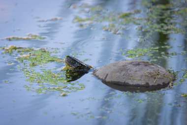 Avrupa Su birikintisi kaplumbağa veya Emys orbicularis su.