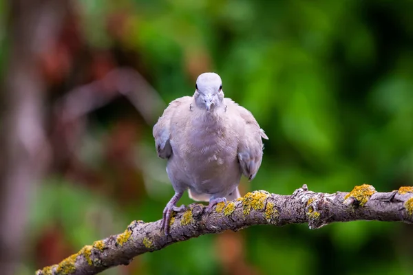 色付き鳩またはStreptoperia Decaocto上の枝 — ストック写真