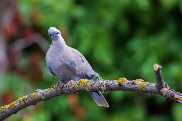 色付き鳩またはStreptoperia Decaocto上の枝 — ストック写真