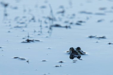 Kurbağa vahşi doğada suya yakın oturur.
