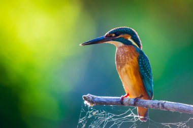 Avrupa 'da yaygın olan Kingfisher veya Alcedo nehrin yukarısındaki bir çubukta oturur ve balık avlar. Bu serçe büyüklüğünde kuş tipik bir kısa kuyruklu, büyük başlı balıkçı profiline sahip..