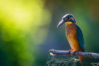 Avrupa 'da yaygın olan Kingfisher veya Alcedo nehrin yukarısındaki bir çubukta oturur ve balık avlar. Bu serçe büyüklüğünde kuş tipik bir kısa kuyruklu, büyük başlı balıkçı profiline sahip..