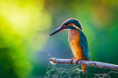 Avrupa 'da yaygın olan Kingfisher veya Alcedo nehrin yukarısındaki bir çubukta oturur ve balık avlar. Bu serçe büyüklüğünde kuş tipik bir kısa kuyruklu, büyük başlı balıkçı profiline sahip..