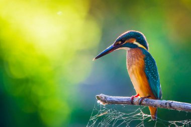 Avrupa 'da yaygın olan Kingfisher veya Alcedo nehrin yukarısındaki bir çubukta oturur ve balık avlar. Bu serçe büyüklüğünde kuş tipik bir kısa kuyruklu, büyük başlı balıkçı profiline sahip..
