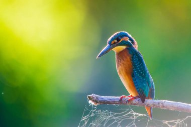 Avrupa 'da yaygın olan Kingfisher veya Alcedo nehrin yukarısındaki bir çubukta oturur ve balık avlar. Bu serçe büyüklüğünde kuş tipik bir kısa kuyruklu, büyük başlı balıkçı profiline sahip..