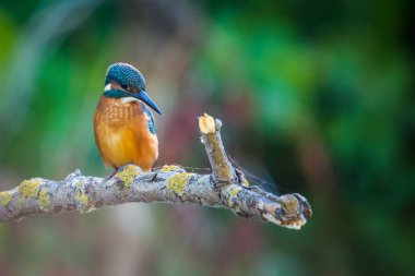 Avrupa 'da yaygın olan Kingfisher veya Alcedo nehrin yukarısındaki bir çubukta oturur ve balık avlar. Bu serçe büyüklüğünde kuş tipik bir kısa kuyruklu, büyük başlı balıkçı profiline sahip..
