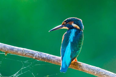Avrupa 'da yaygın olan Kingfisher veya Alcedo nehrin yukarısındaki bir çubukta oturur ve balık avlar. Bu serçe büyüklüğünde kuş tipik bir kısa kuyruklu, büyük başlı balıkçı profiline sahip..