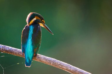 Avrupa 'da yaygın olan Kingfisher veya Alcedo nehrin yukarısındaki bir çubukta oturur ve balık avlar. Bu serçe büyüklüğünde kuş tipik bir kısa kuyruklu, büyük başlı balıkçı profiline sahip..