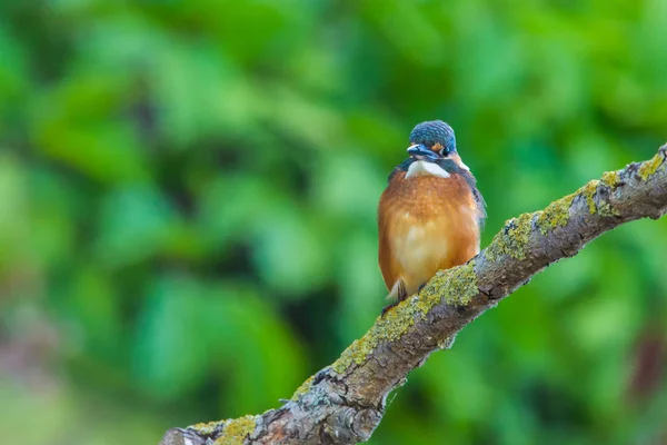 Kingfisher Europeu Comum Alcedo Atthis Senta Pau Acima Rio Caça — Fotografia de Stock