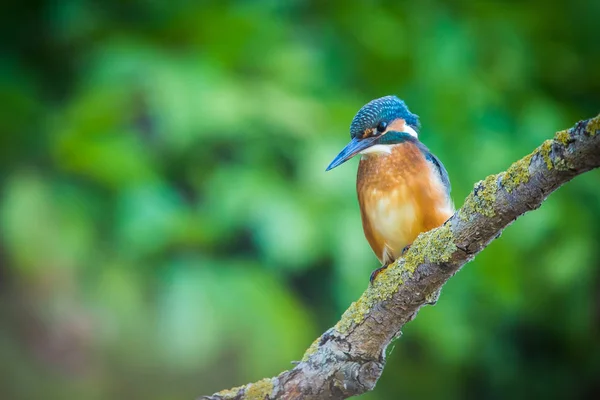 Kingfisher Europeu Comum Alcedo Atthis Senta Pau Acima Rio Caça — Fotografia de Stock