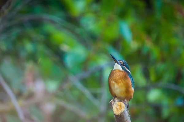 Common European Kingfisher Alcedo Atthis Sits Stick River Hunting Fish — Stock Photo, Image