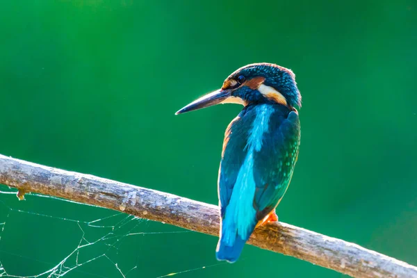 Common European Kingfisher Alcedo Atthis Sits Stick River Hunting Fish — Stock Photo, Image
