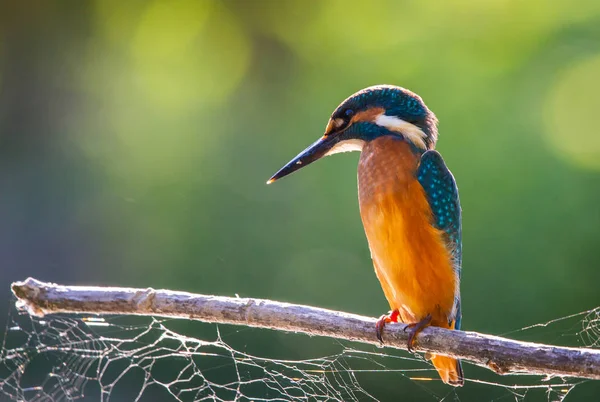 普通的欧洲翠鸟或阿尔塞多人坐在河上的一根杆子上寻找鱼 这只麻雀大小的鸟具有典型的短尾 大头翠鸟的特征 — 图库照片