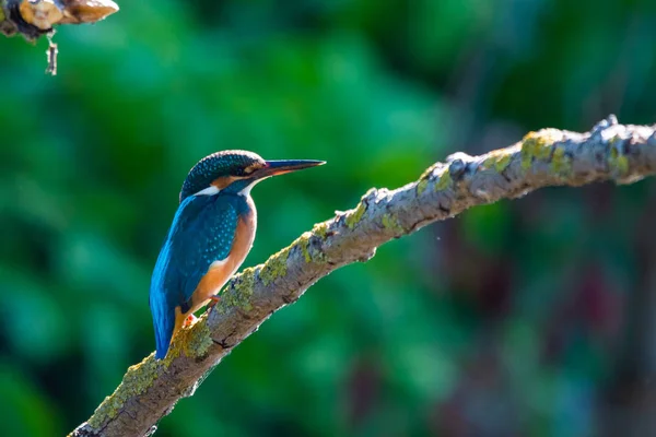 普通的欧洲翠鸟或阿尔塞多人坐在河上的一根杆子上寻找鱼 这只麻雀大小的鸟具有典型的短尾 大头翠鸟的特征 — 图库照片