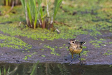 Vahşi doğada dişi Batı Sarı Wagtail veya Motacilla flava